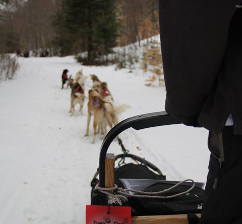 First person perspective from back of sled dogs names listed on sled tag 480x445
